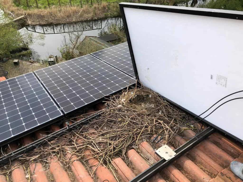 Pigeon nesting under solar panels and damaged wiring
